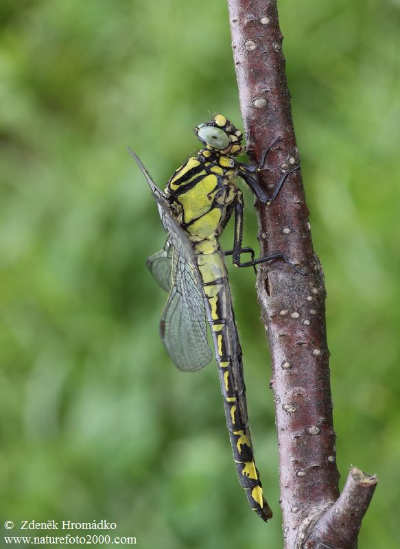 Club-tailed dragonfly Common Clubtail, Gomphus vulgatissimus (Dragonflies, Odonata)